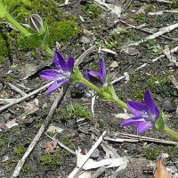 キキョウソウです。