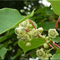 樹木の花。
