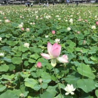 ふうふうゆでダコでも行く意味があったのは…蓮