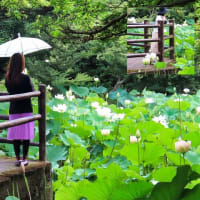 京都府立植物園　蓮池