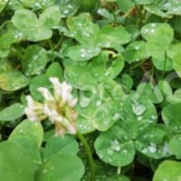 雨だったから今の幸せがある
