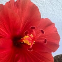 ハイビスカスの夏