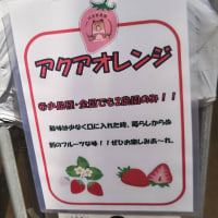 今シーズンのいちご狩りもそろそろ終わり?