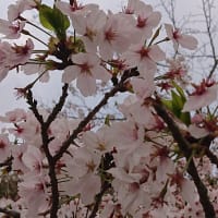 「満開の桜の下で．．」