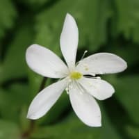 ニリンソウ　〈二輪草の白い花〉　