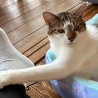 なつの　にゃんかふぇ。