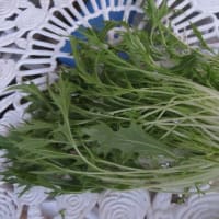 野菜の収穫