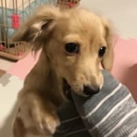 ブログの引越し