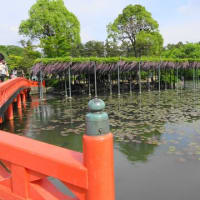 尾張津島藤まつり
