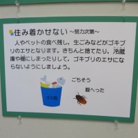 企画展　ゴキの真実「のぞいて楽しむゴキブリの世界」（2025）・・・鹿児島県立博物館
