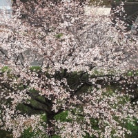 桜満開＆日本中で地震ドキドキ。。。