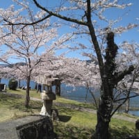 海津大崎の桜とメタセコイヤ並木