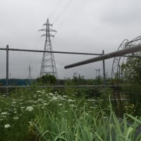 小雨でもバラ鉢植え水やり