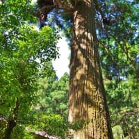 高知県土佐町、相川「床鍋河内神社のスギ」です！！