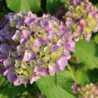 紫陽花！咲いたよ！