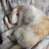 ちびたの寝相。
