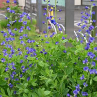 【初夏の薬草園】ケシの花