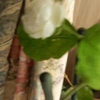 十数年ぶりのこの花は？（教えてください）