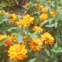 花に水　昼はざる蕎麦