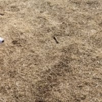 クリンへの想いは尽きなくて・・・316