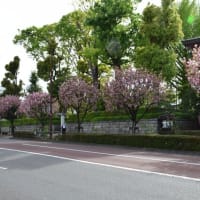 四季折々1084　　八重桜の街路樹