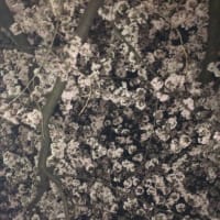 2016年の桜とお花見弁当。