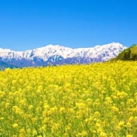 アルプスと菜の花畑