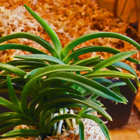 富貴蘭　奄美冠白 奄美冠白 - 富貴蘭讃歌