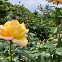 6月になりました　もう今年の半分の月ですね