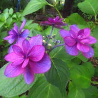 紫陽花の殿堂　もりやま芦刈園（1）