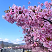 河津桜とカフェ