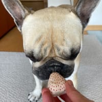 白いのは違うらしい。。。
