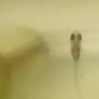 めだかの赤ちゃん　2カ月
