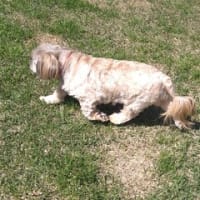 🐶5月25～28日の日のワンちゃん達🐶