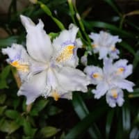 春の花々