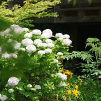 阿弥陀寺境内、2025.06.20