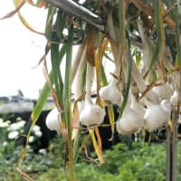 ミッション完了！7月中旬のマイオロロンガーデン