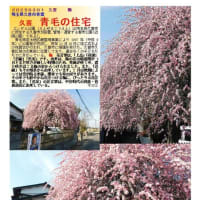 花巡り「梅－369」　久喜　青毛の住宅　