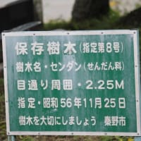 篠窪（しのくぼ）の隣町　秦野市柳川(上小学校）の相撲大会(2024/05/24)