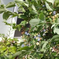 庭のブルーベリーが食べごろ