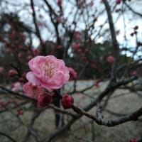 初詣 早咲きの梅と桜