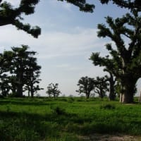 『自然の不思議・樹木のこと　４（バオバブは数千年も生きる不思議な植物）』 ―マダガスカル西海岸とオーストラリア北部中央にだけに残れたー