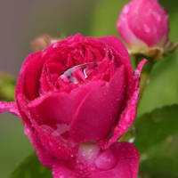 薔薇の花
