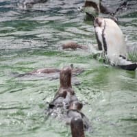 ペンギンの愉快な飛び込み