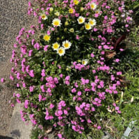 久々のウォーキング
