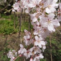 六義園の枝垂れ桜