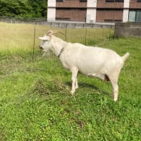 山羊〜昨日はどしゃ降りの雨　やっと外に出れる山羊