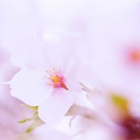 桜花ソメイヨシノ
