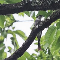 6月前半の鳥-20250615