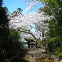 桜巡り